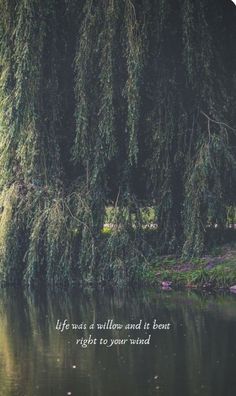 the water is calm and peaceful with trees in the background that says life was a willow and at least right to your wind