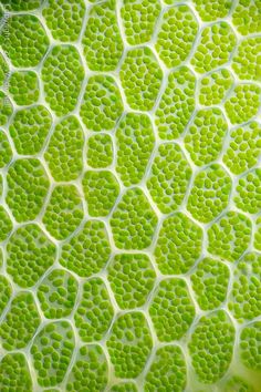 a close up view of a green plant's leaf with lots of small holes in it