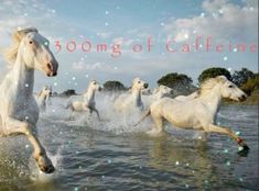 there are many white horses running in the water