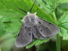 a close up of a moth on a green leaf