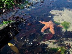 an orange starfish in shallow water surrounded by plants and other aquatic life on the shore