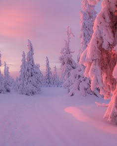 a snowboarder is standing in the middle of a snowy landscape with trees on either side