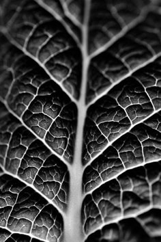 black and white photograph of a leaf's vein like pattern on the outside of it