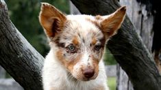 a brown and white dog standing next to a tree