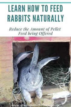 a rabbit is sitting in a wooden box with the words learn how to feed rabbits naturally