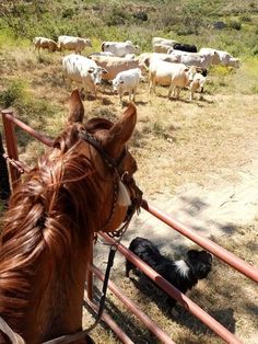 a brown horse standing next to a dog on top of a dirt field with sheep in the background