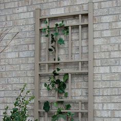 an old window frame with ivy growing on it and another plant in the foreground