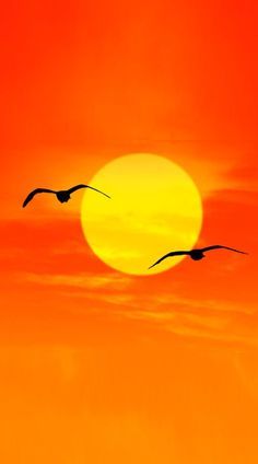 two birds flying in front of the sun with orange and yellow sky behind them at sunset