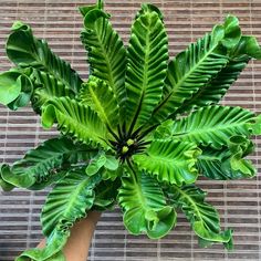 a hand holding a green plant on top of a table