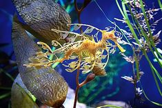 an underwater plant with yellow and white flowers