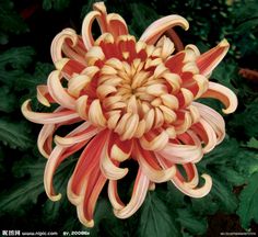 an orange and white flower with green leaves in the background