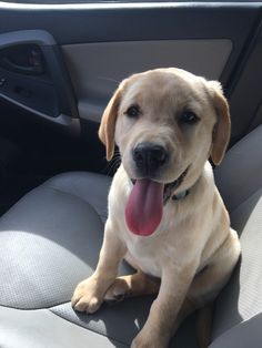 a dog sitting in the back seat of a car with its tongue out and his tongue hanging out