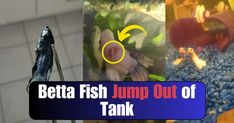 a fish jumping out of a tank into the water and then being fed by another fish