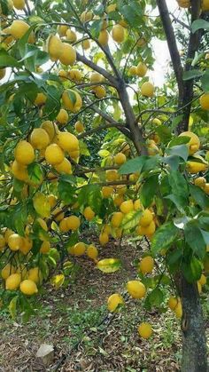 a tree filled with lots of yellow fruit