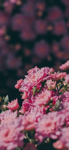 pink flowers are blooming in the garden