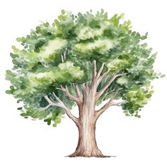 a watercolor painting of a tree with green leaves