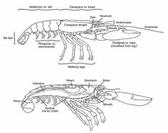 the diagram shows different types of sea animals, including squid and lobsters with their names