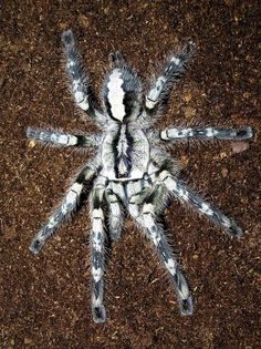 a large white and black spider on the ground