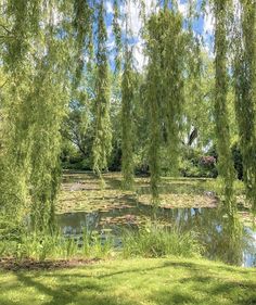 a pond with water lilies and trees in the background