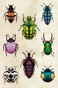 six different colored bugs sitting on top of each other