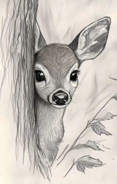 a pencil drawing of a deer peeking out from behind a tree