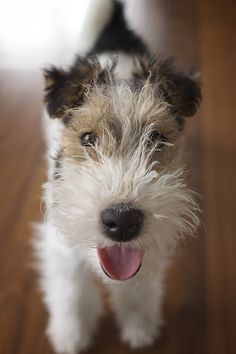 a small white and brown dog standing on top of a wooden floor with its tongue out