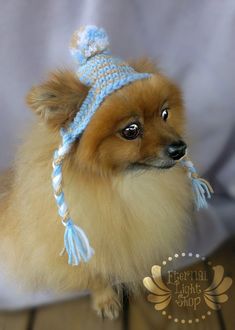 a small brown dog wearing a blue knitted hat