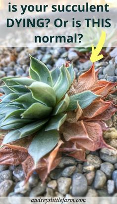 a succulent plant sitting on top of rocks with the words, is your succulent dying or this normal?