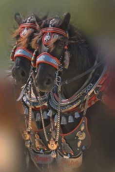 two black horses with red and blue bridles on their heads are looking at the camera