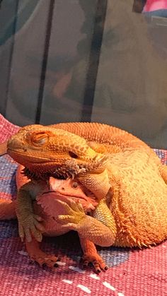 an orange lizard sitting on top of a red and white checkered table cloth