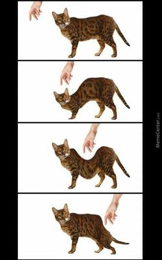 four pictures of different types of cats with hands reaching out to touch the cat's tail