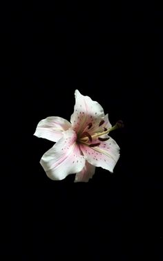 a white and pink flower is in the dark night sky with no one around it