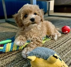 a small dog laying on the floor next to toys