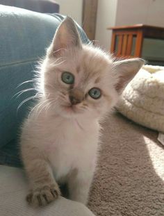 a white kitten with blue eyes sitting on the floor in front of a sofa cushion