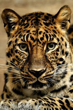 a close up of a leopard laying on the ground