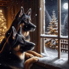 two german shepherd dogs look out the window in front of a christmas tree and snowy night