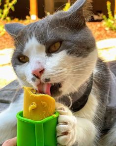 a gray and white cat eating food out of a green bowl with its tongue hanging out