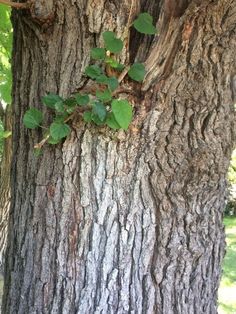 the trunk of a tree with vines growing on it