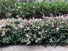 A close up view of the beautiful pink leaves with the Trachelospermum Tricolour plant Jasmin Plant, Jasmine Hedge, Trachelospermum Jasminoides, Popular Perfume, Scented Flowers, Jasmine Plant, Flowers Growing, Star Jasmine, Bedroom Window