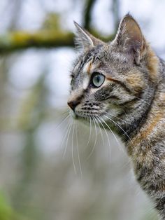 a close up of a cat on a tree branch looking off into the distance with trees in the background