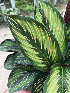 a close up of a plant with green and pink stripes on it's leaves