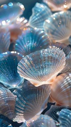 many seashells are sitting together in the water