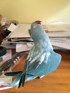 a blue bird sitting on top of a wooden table next to papers and pens,