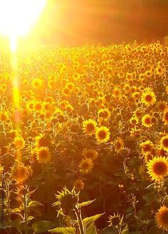 the sun shines brightly over a large field of sunflowers