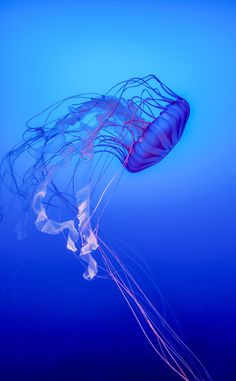 a jellyfish swimming in the ocean with blue water