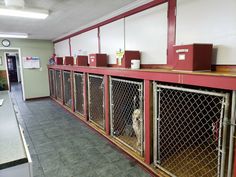 a dog in a kennel waiting for his owner