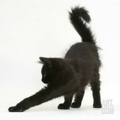 a black cat is playing with its tail