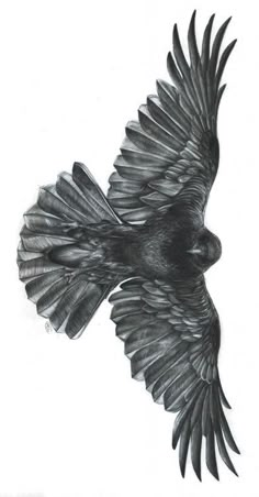 a drawing of a black bird with its wings spread out, flying in the air