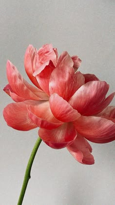 a large pink flower in a vase on a table