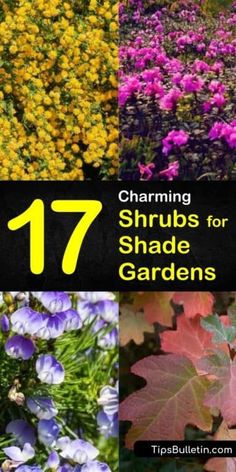 different types of flowers and plants with the words 17 charming shrubs for shade gardens on them